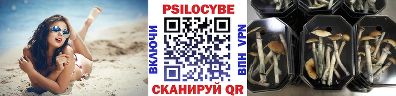 где можно купить   Сусуман  Псилоцибиновые грибы мухоморы 